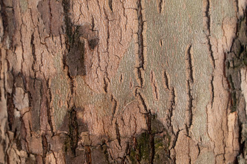 Closeup Cracked Tree Bark Texture Background