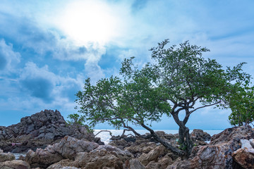 a tree was born on the rocks beside the beach full of rock
