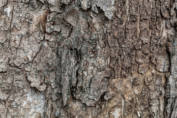 Closeup Tree Bark Texture Background