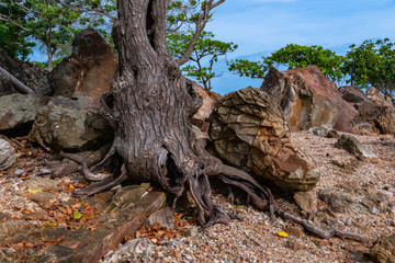 a tree was born on the rocks beside the beach full of rock
