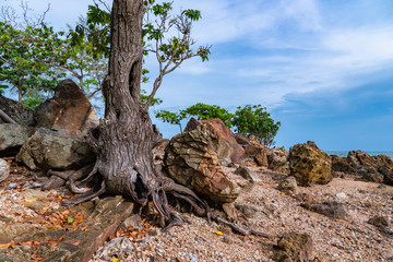 a tree was born on the rocks beside the beach full of rock