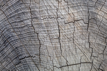 Fototapeta premium Old Weathered Cracked Grayish Wood Texture Closeup
