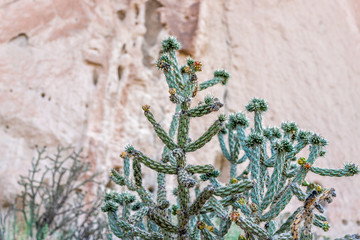 Cane Cholla cactus in Main Loop trail in Bandelier National Monument in New Mexico in Los Alamos