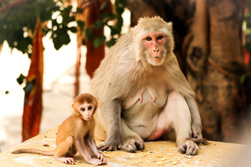 Cute little monkey with mother