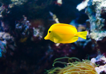 Fototapeta na wymiar Underwater world, diving, aquarium, yellow fish, ocean, sea