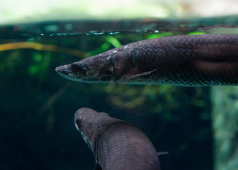 Underwater world, diving, aquarium, fish, ocean, sea