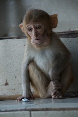 Burmese Baby Monkey