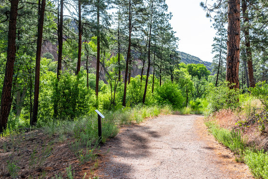 Trees in forest and path at Main Loop trail in Bandelier National Monument in New Mexico during summer in Los Alamos