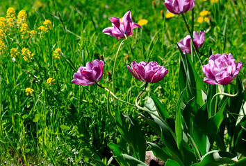 purple tulip on natural blurred background. delicate tulip flower with petals and bright green leaves on dark background.