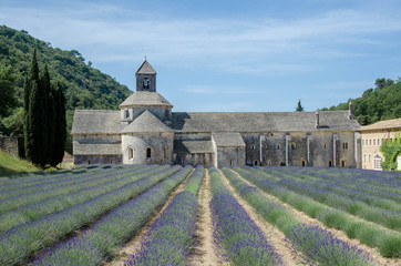 Senanque Abbey and Lavender