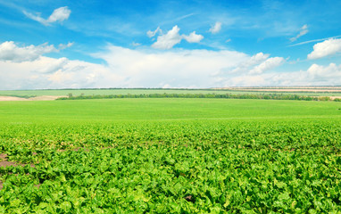 Fototapeta na wymiar Picturesque green beet field and blue sky with light clouds.