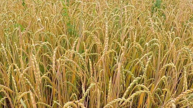 field of spelt in summertime in Germany