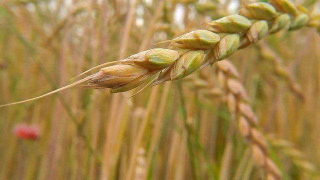 field of spelt in summertime in Germany