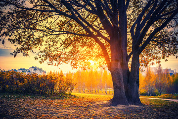 Sunny oak tree in the autumn park