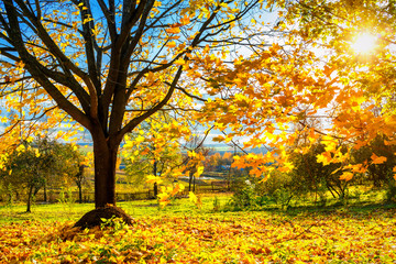 Colorful tree and blue sky in the autumn park