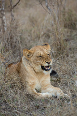 Fototapeta na wymiar Lioness lying in the grass, in the African bushveld. Close up of lioness growling. Image from Kruger National Park in South Africa on a wildlife safari.
