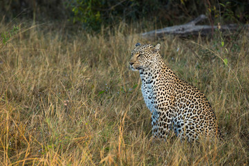 Leopard portrait, close up of leopard in the wild, Africa safari. Leopard in the bushveld grass in South Africa. Kruger National park big five.