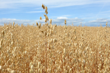 Oat grain ready for harvest in agricultural field on summer day with blue sky in background