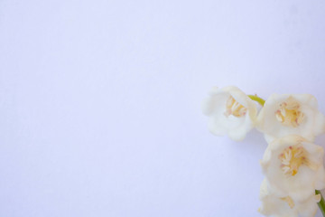 flowers white bells on a white background, copy space, place for advertising or writing