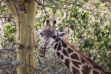 Giraffe lustig