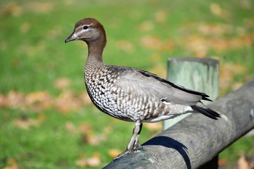Female Australian Wood Duck (Chenonetta Jubata)