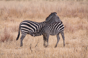 Fototapeta na wymiar Zebra trinkt bei Mutter