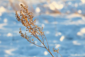  wormwood branch