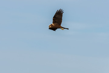 Circus aeruginosus (marsh harrier) hunting and fishing in the Albufera Natural Park, Valencia, Spain. Natural background.
