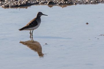 Immovable bird in a flooded rice field of Albufera Natural Park, Valencia, Spain. Perfect reflection in the standing water in the field
