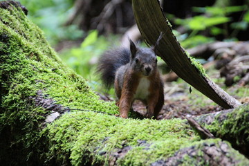Naklejka premium Eichhörnchen