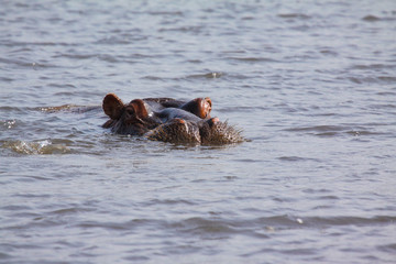 Fototapeta premium Nilpferd abtauchen