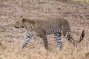 Fototapeta na wymiar Gepard Closeup