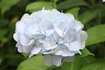 アジサイ
