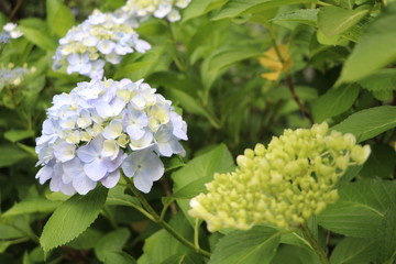 アジサイ