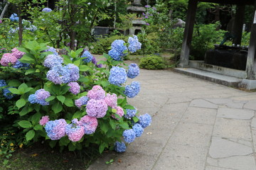 アジサイ