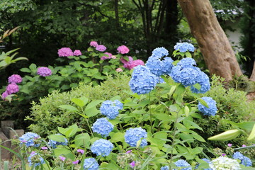 アジサイ