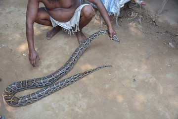 python in the hands of the people