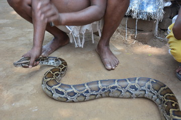 snake in the hand