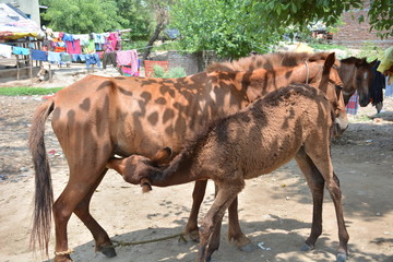 horse and her foal