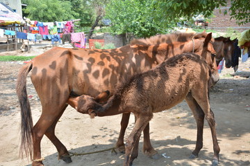horse and foal