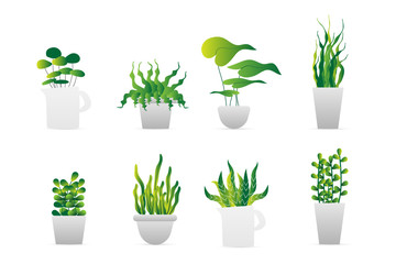 set of green plant pot