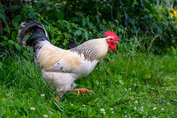 White adult rooster with a beautiful black tail in the yard on green grass.