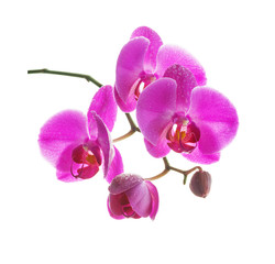 Obraz na płótnie Canvas Pink orchid on a white background