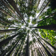 POV Looking Up Forest Trees