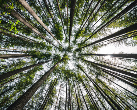 Epic Nature Background Angle Staring Up at Trees © openrangestock