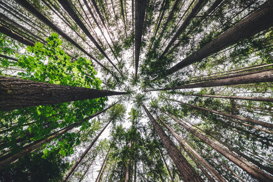 Nature View Looking Up at Forest Tree Canopy © openrangestock