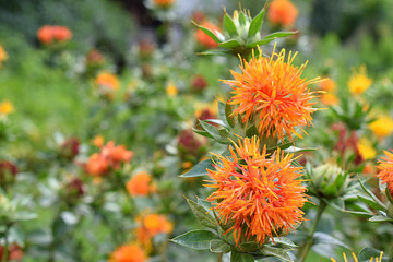 Orange safflower flowers in the field. - obrazy, fototapety, plakaty