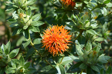 Orange safflower flowers in the field.
