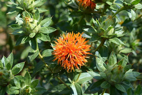 Safflower, Dark Orange-Red