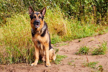 Dog German Shepherd outdoors in an autumn